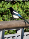 Magpies are quite common to see