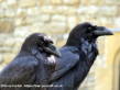 The Ravens of the Tower of London