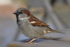 The Cockney Sparrow