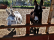 Donkeys at the farm